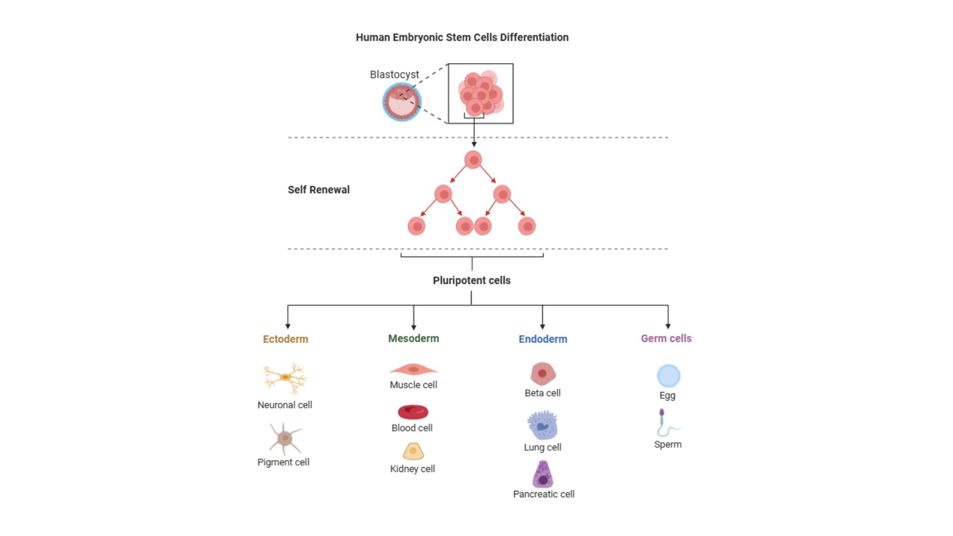 Illustrazione dello sviluppo dell'ectoderma durante l'embriogenesi