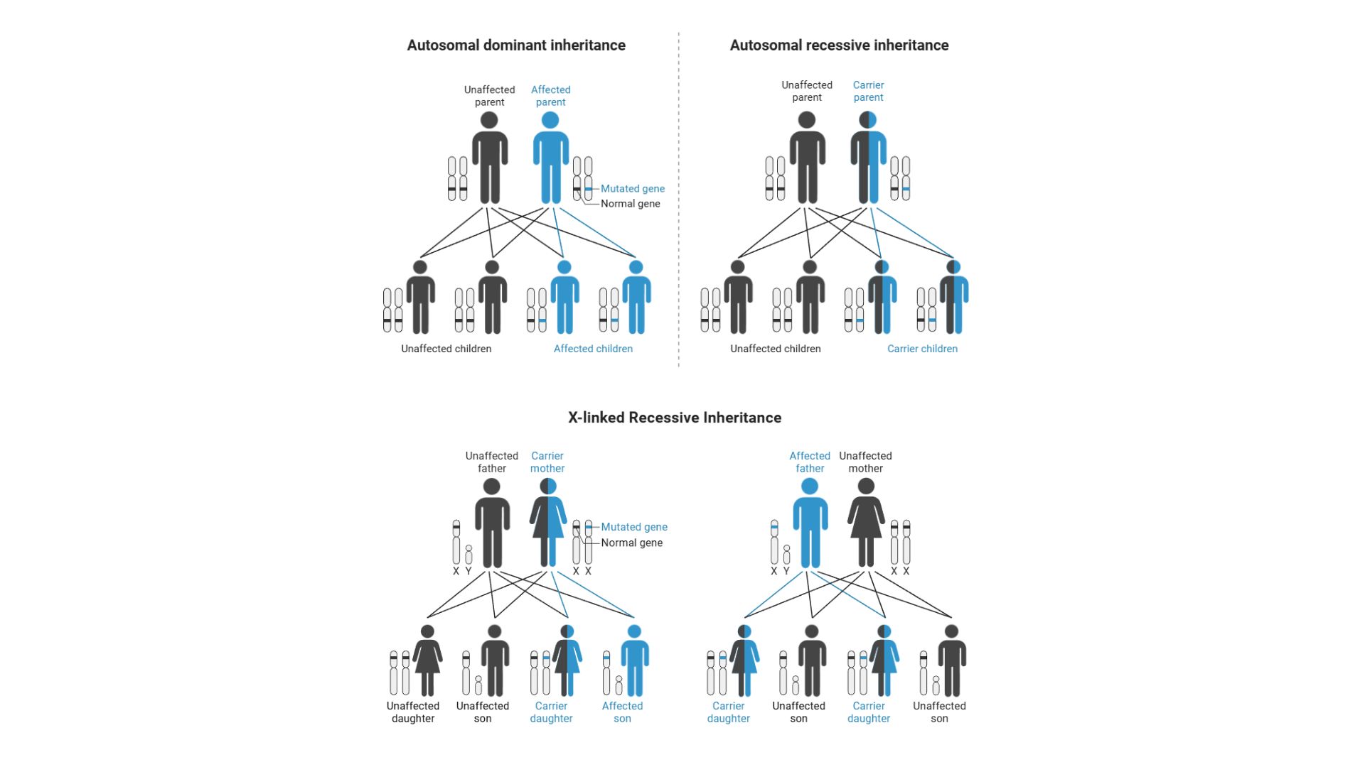 Rappresentazione grafica dell'ereditarietà genetica e delle modalità di trasmissione